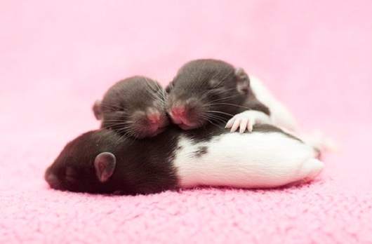 Como Cuidar de Filhote de Rato Recém Nascido