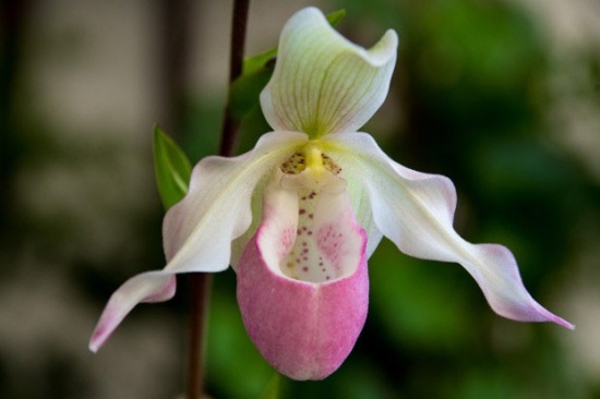 Orquídea Sapatinho (GUIA) Como Cuidar, Preço, Cores