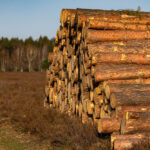 Arraste De Toras Na Floresta 2