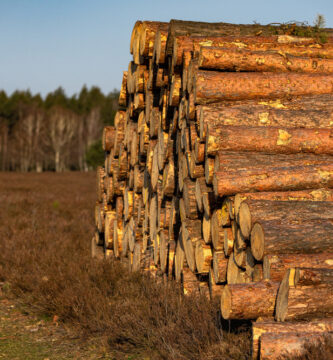 Arraste De Toras Na Floresta: O que é? Como fazer? 2 Arraste De Toras Na Floresta 2