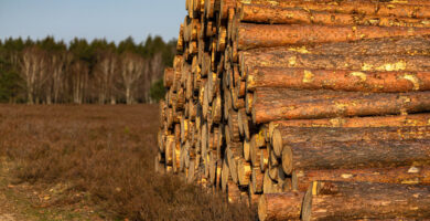 Arraste De Toras Na Floresta 2